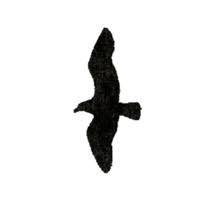 Gangchil || গাংচিল